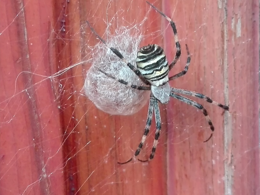 Argiope bruennichi - darázspók