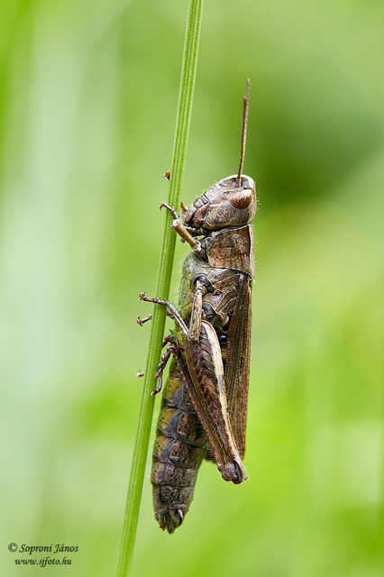 Chorthippus dorsatus - hátas rétisáska