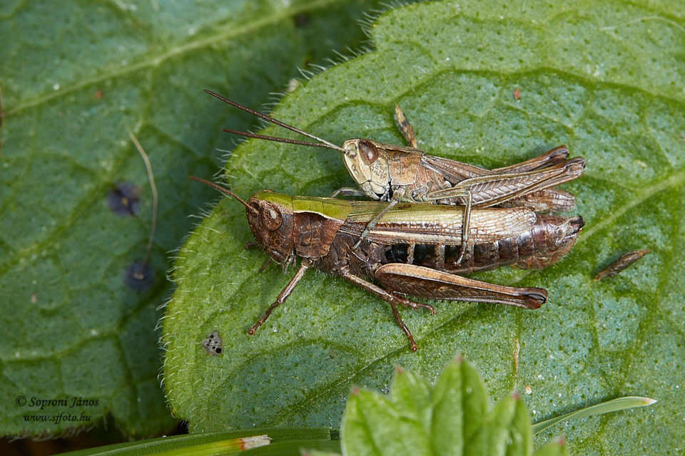 Chorthippus dorsatus - hátas rétisáska