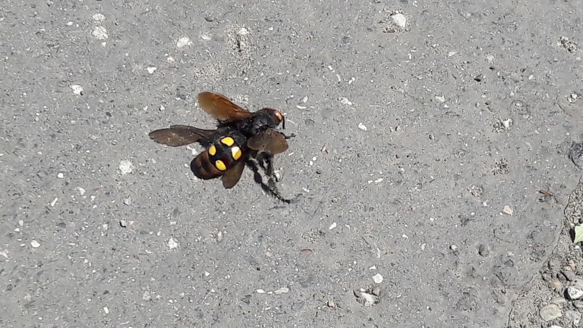 Megascolia maculata - óriás-tőrösdarázs
