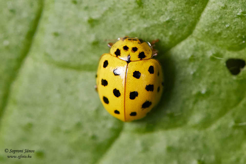 Psyllobora vigintiduopunctata - huszonkétpettyes katica