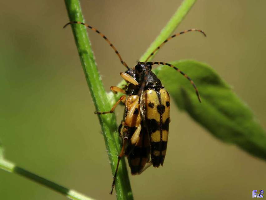 Rutpela maculata - tarkacsápú karcsúcincér