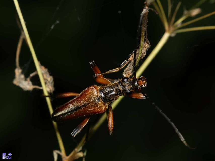 Stenocorus meridianus - fűz-gyökércincér