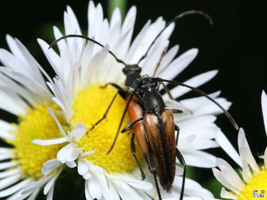 Stenurella melanura - feketevégű karcsúcincér
