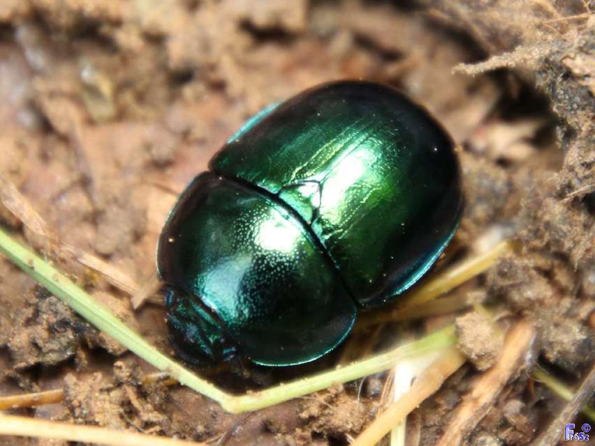 Trypocopris vernalis - tavaszi álganéjtúró