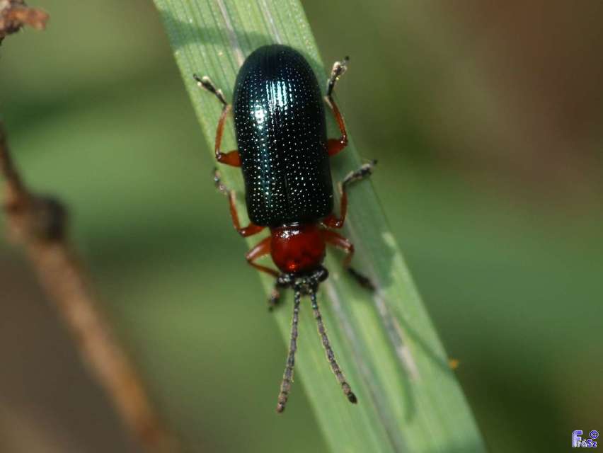 Oulema melanopus/duftschmidi