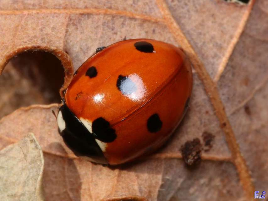 Coccinella septempunctata - hétpettyes katica