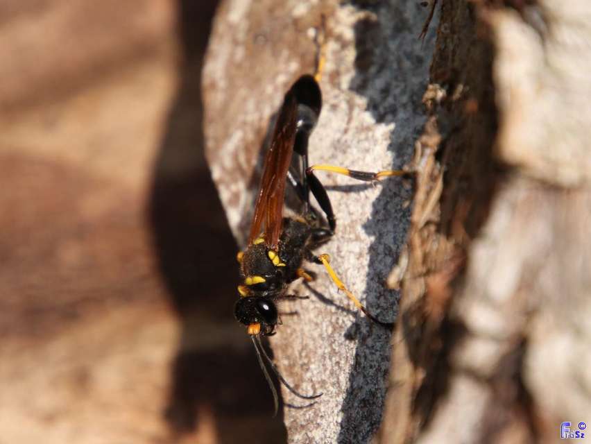 Sceliphron caementarium - feketenyelű lopódarázs