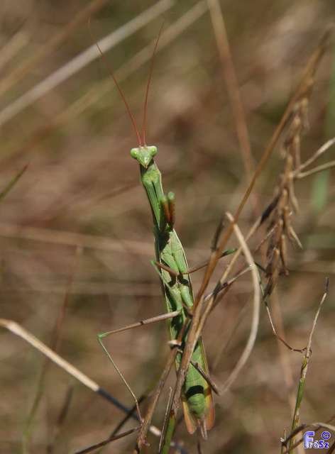 Mantis religiosa - imádkozósáska