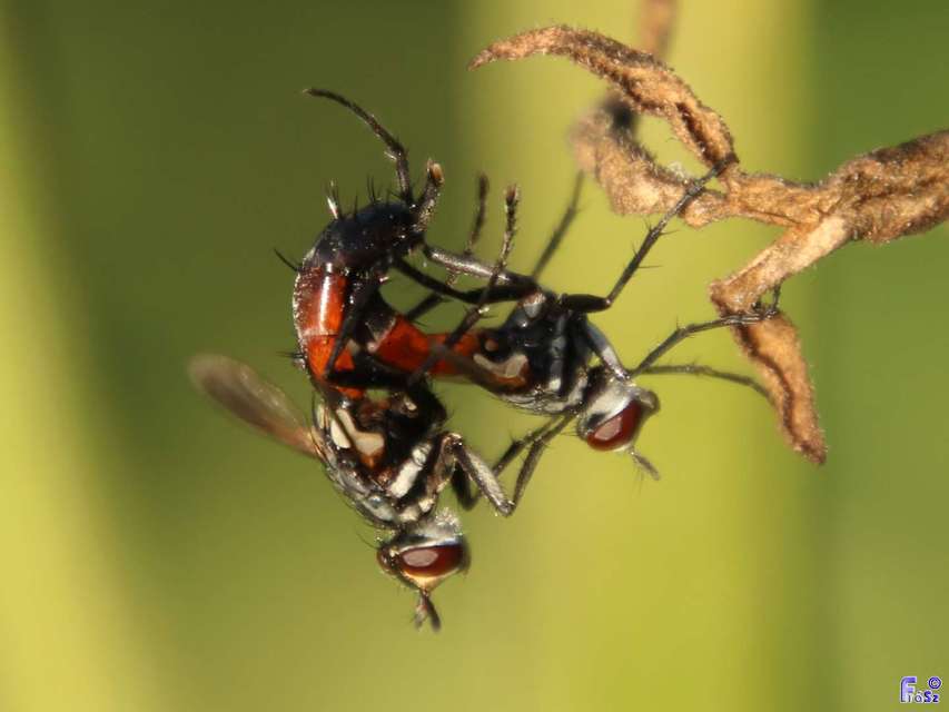 Cylindromyia