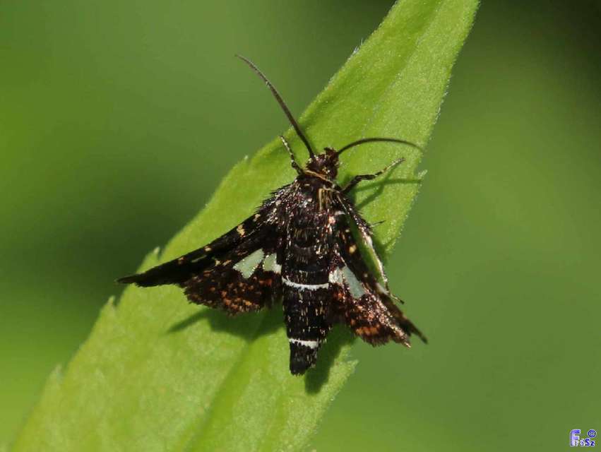 Thyris fenestrella - gyakori ablakosmoly