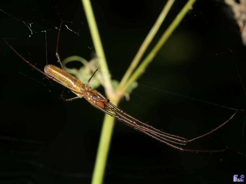 Tetragnatha