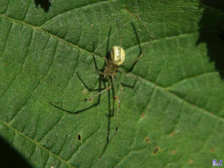 Enoplognatha ovata/latimana