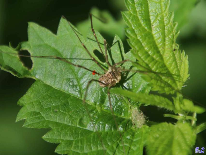 Rilaena triangularis