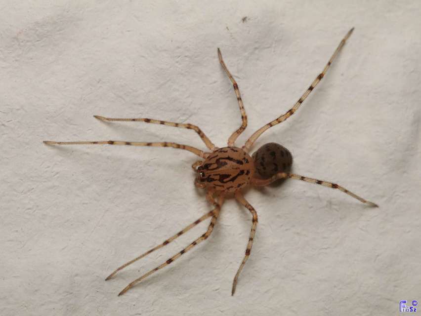 Scytodes thoracica - közönséges csupaszpók