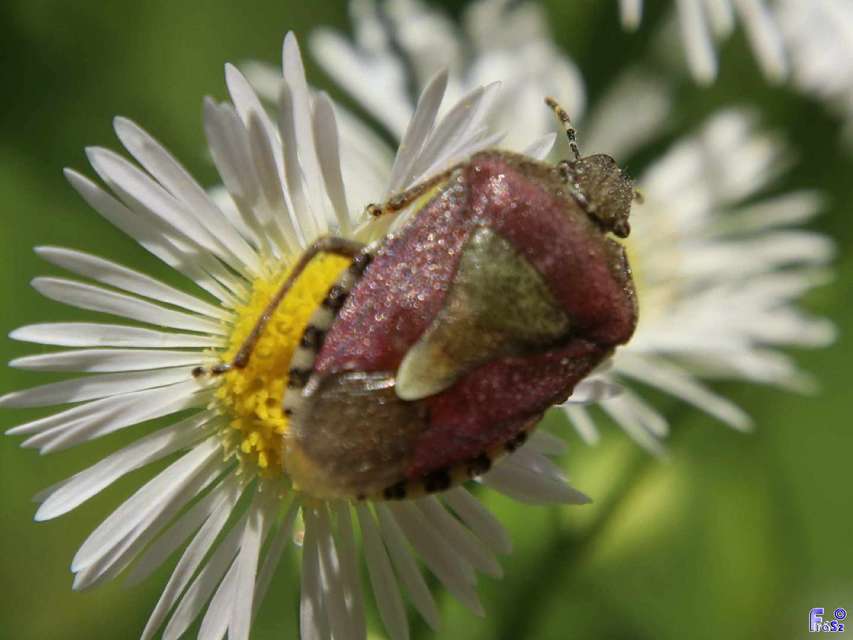 Dolycoris baccarum - közönséges bogyómászó-poloska