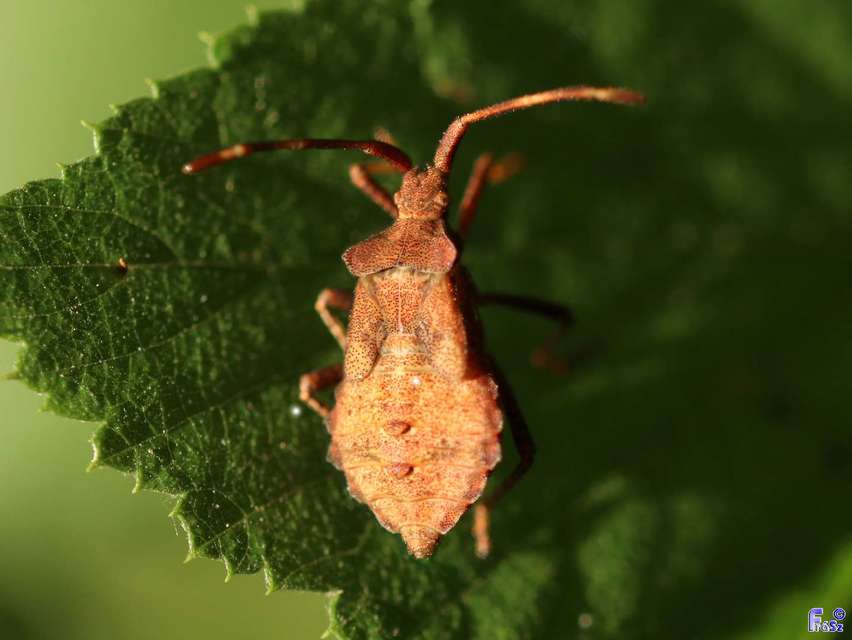 Coreus marginatus - közönséges karimáspoloska
