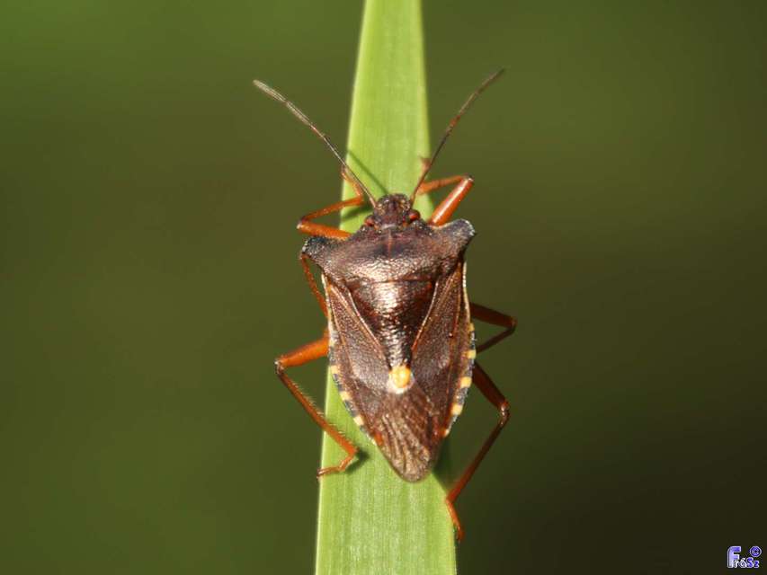Pentatoma rufipes - vöröslábú címerespoloska Pentatoma rufipes - vöröslábú címerespoloska