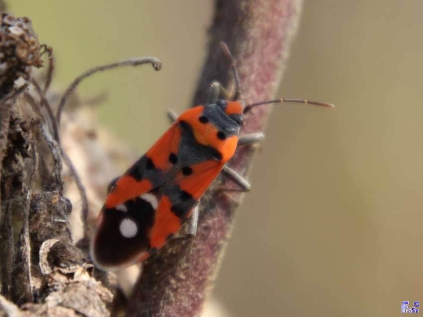 Lygaeus equestris/simulans
