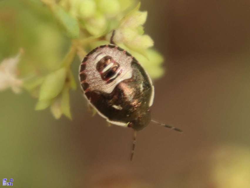 Holcostethus sphacelatus - holdas címerespoloska Holcostethus sphacelatus - holdas címerespoloska