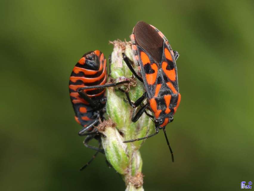Spilostethus saxatilis - virágbodobács