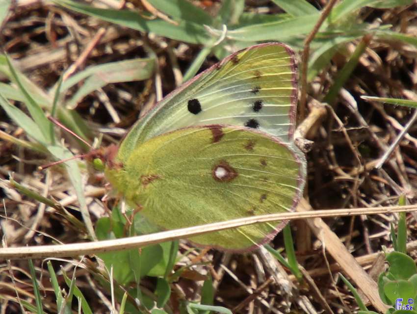 Colias croceus - sáfránylepke