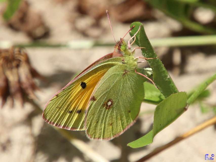 Colias croceus - sáfránylepke