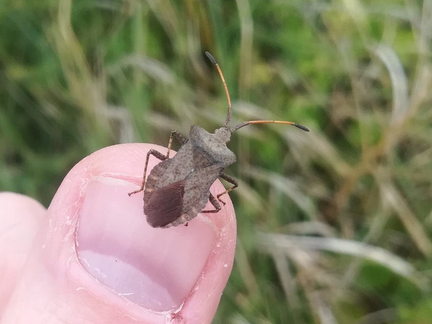 Coreus marginatus - közönséges karimáspoloska