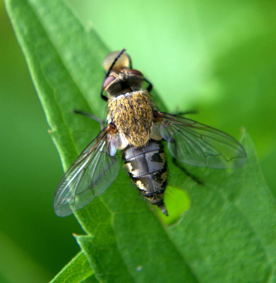 Pollenia