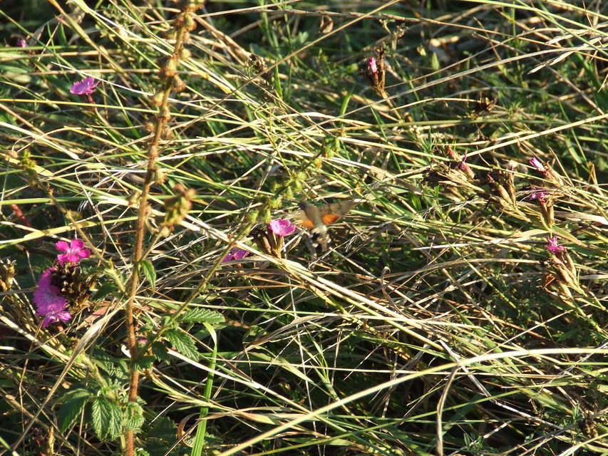 Macroglossum stellatarum - kacsafarkú szender
