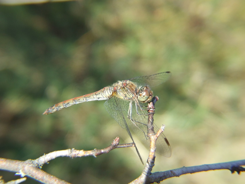 Sympetrum striolatum - harántsávos katona-szitakötő