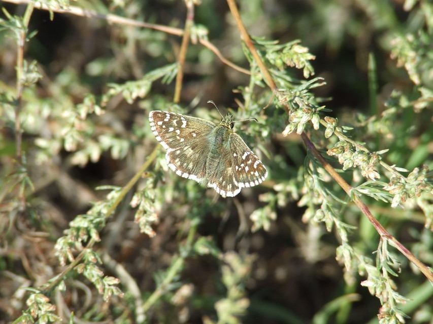 Pyrgus armoricanus - feles busalepke