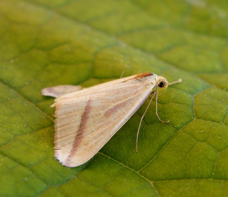 Rhodometra sacraria - rózsacsíkos araszoló