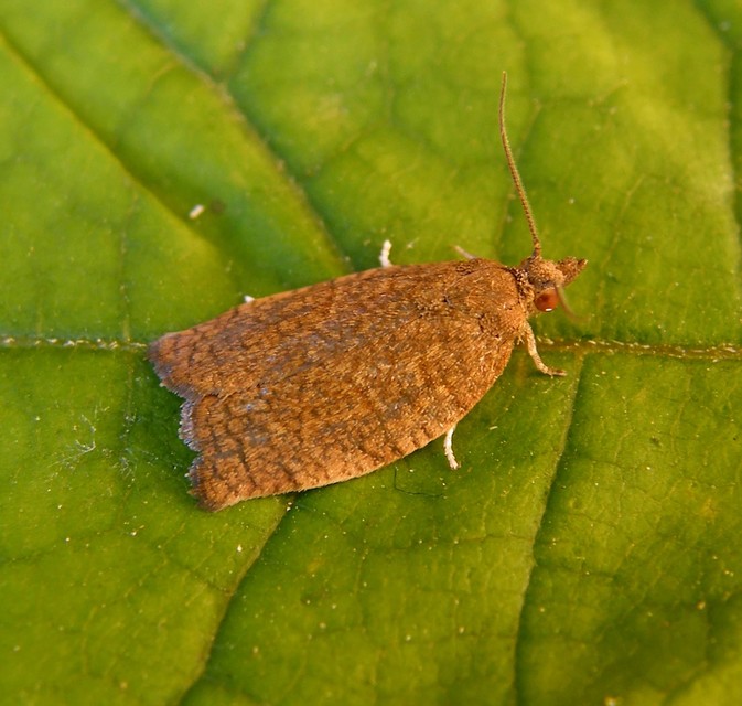 Tortricinae
