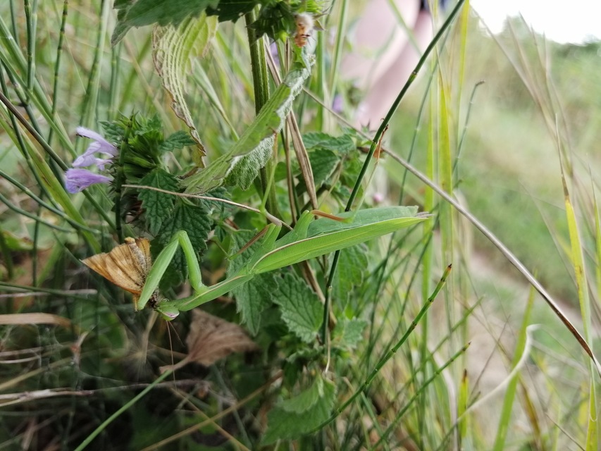 Mantis religiosa - imádkozósáska