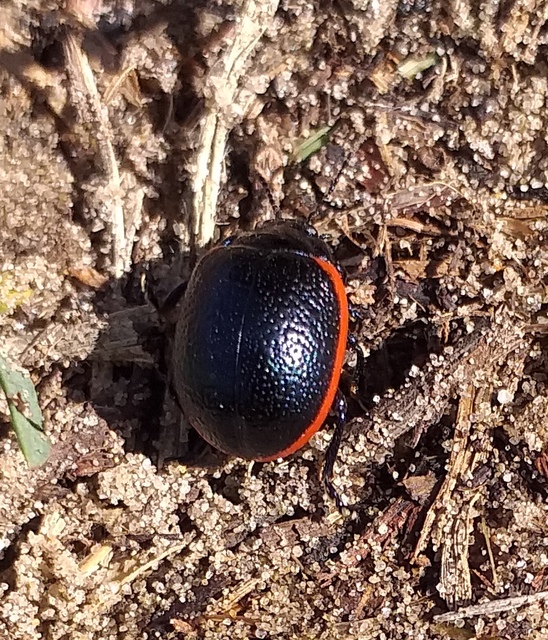 Chrysolina rossia - trapézhátú szegélyeslevelész