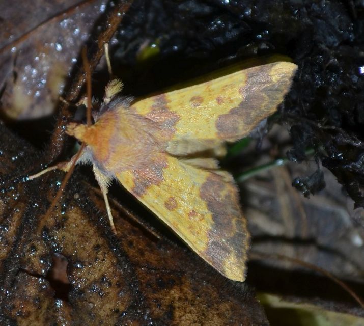 Tiliacea aurago - aranyló sárgabagoly