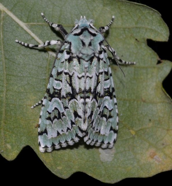 Griposia aprilina - őszi zöldbagoly