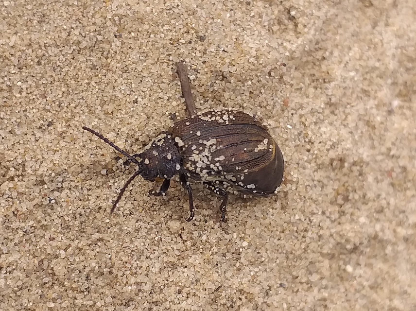 Galeruca pomonae - barna olajosbogár