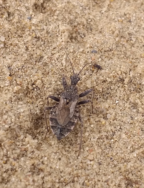 Coranus