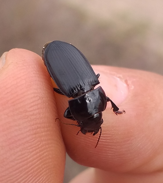 Harpalus hirtipes - sarkantyús lomhafutó