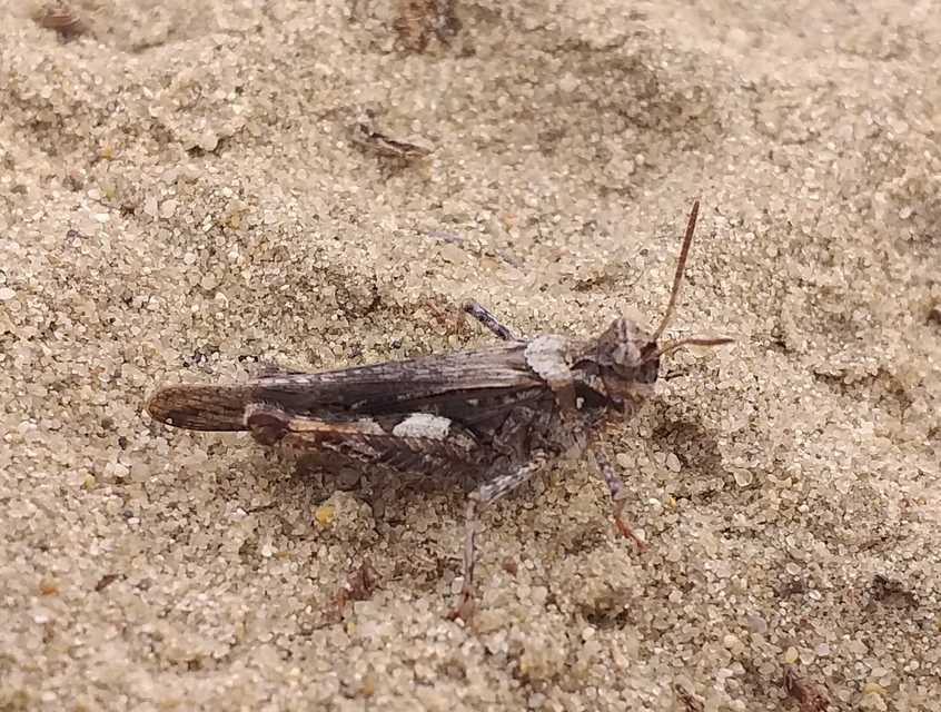 Acrotylus insubricus - önbeásósáska