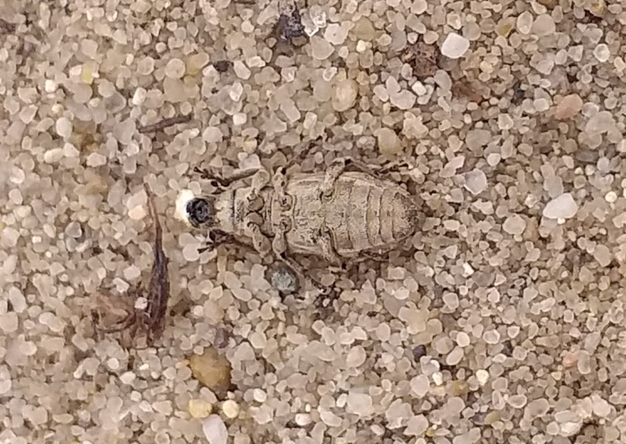 Sitona callosus - szempillás csipkézőbogár