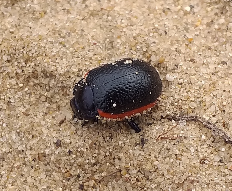 Chrysolina kuesteri - ráncos szegélyeslevelész