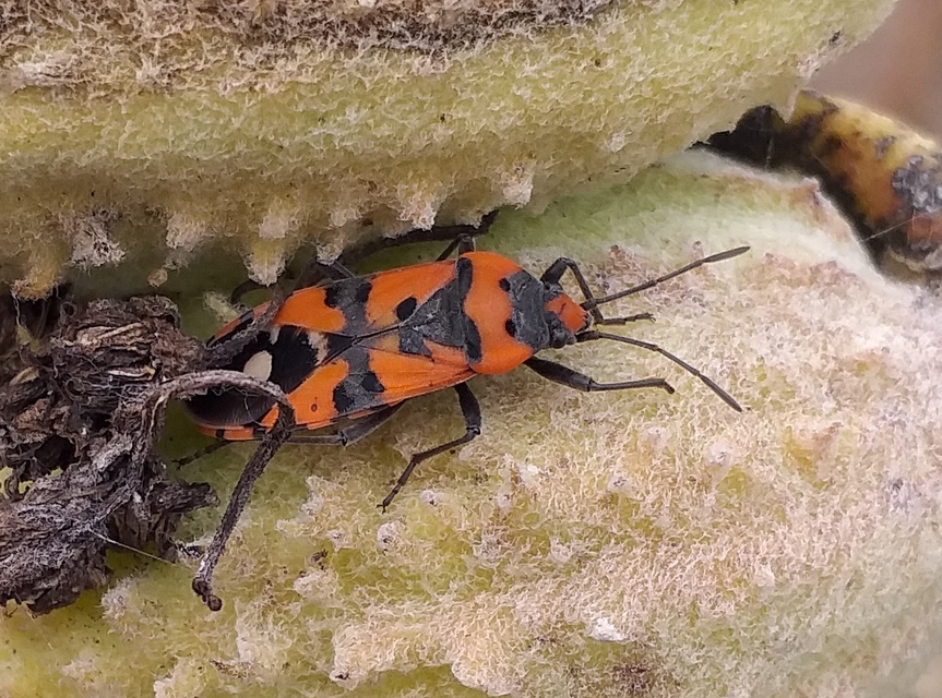 Lygaeus