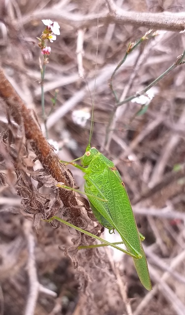 Phaneroptera nana - pontozott repülőszöcske