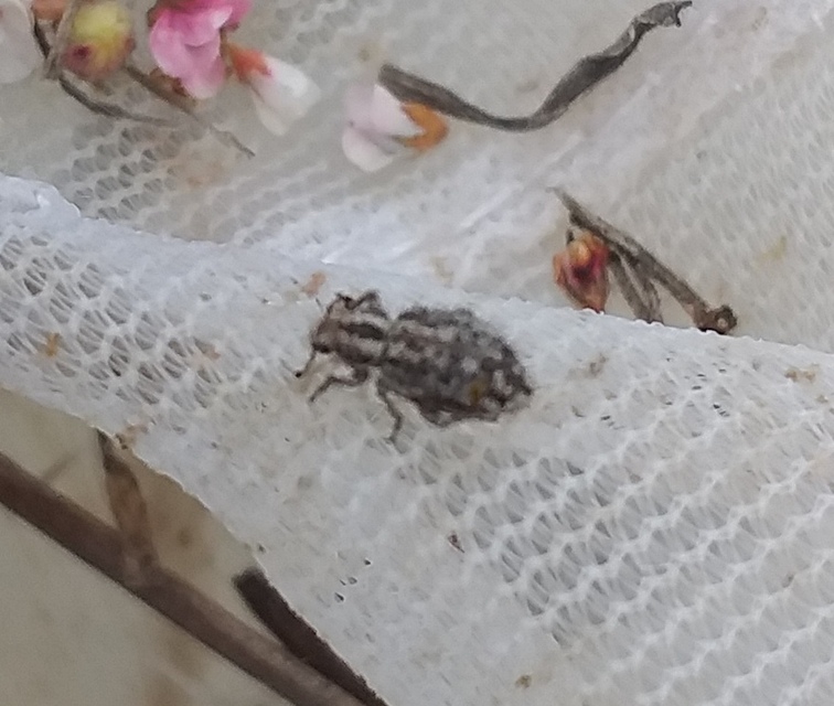 Cycloderes pilosulus - pikkelyeslábú ormányos