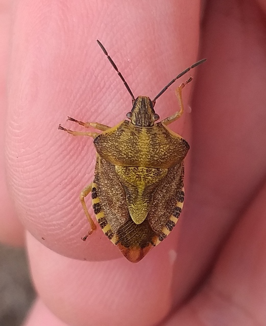 Carpocoris