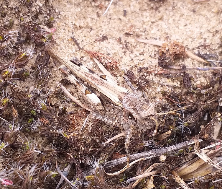 Acrotylus insubricus - önbeásósáska