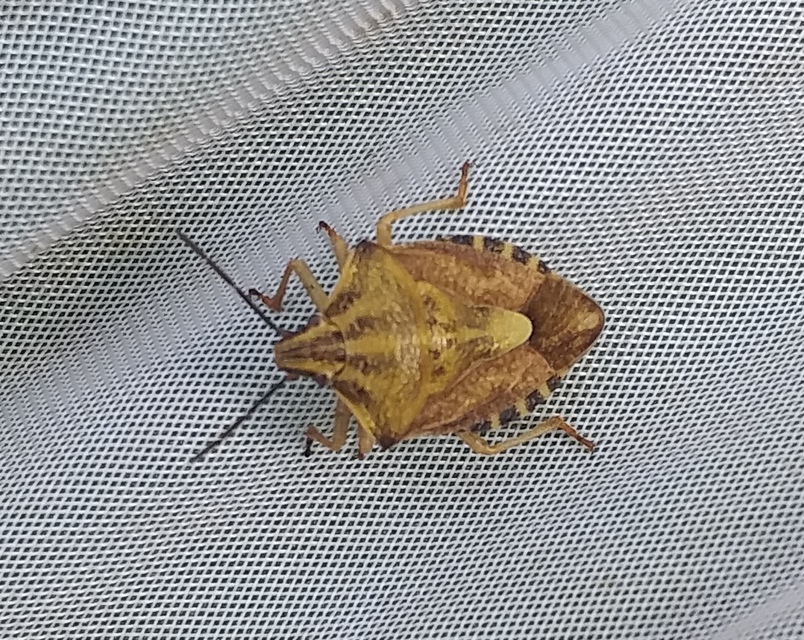 Carpocoris